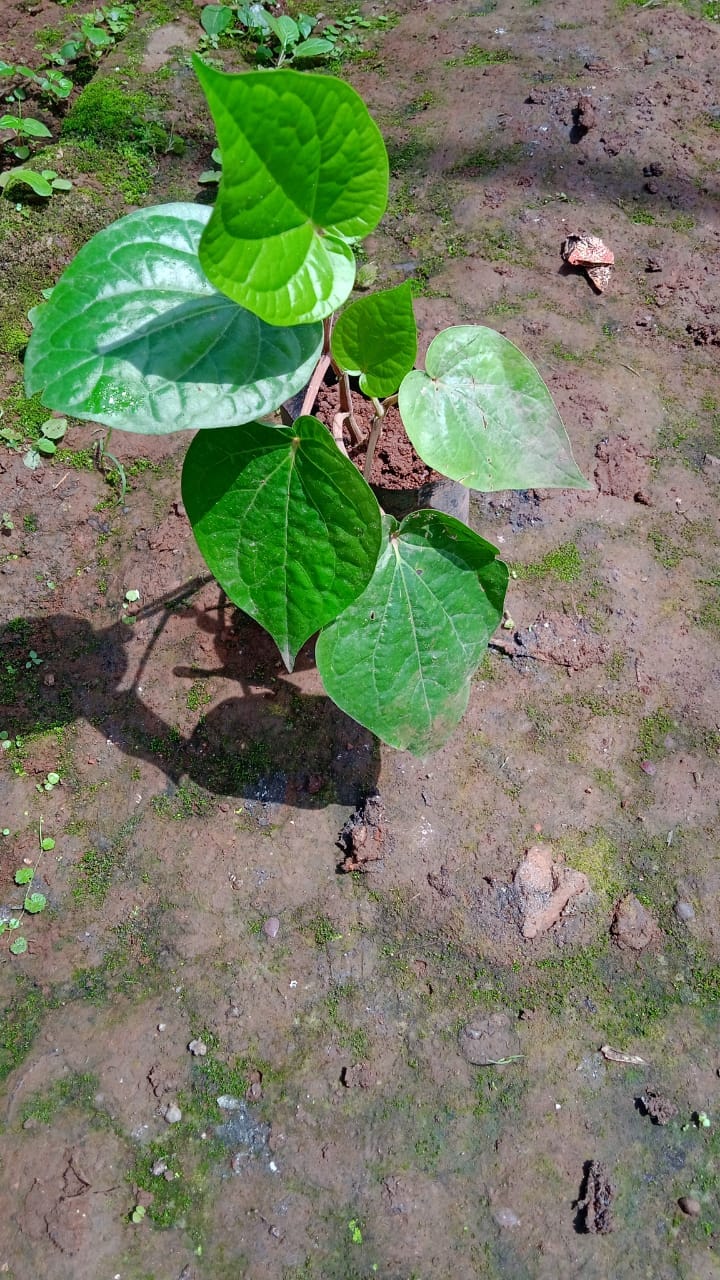 Betel Leaf (Beetle Paan)