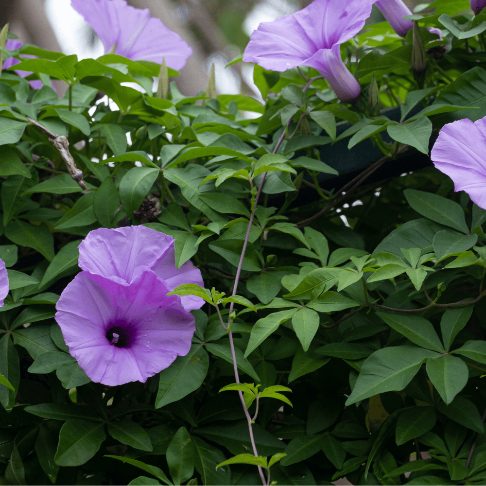 Morning Glory Purpel Flower Seeds (Pack Of 15-20 Seeds)