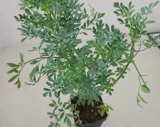 Satap Plant | Sadapaku | Rue Plant | Ruta Graveolens | Herb of Grace