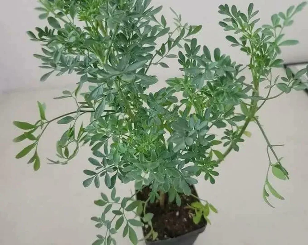 Satap Plant | Sadapaku | Rue Plant | Ruta Graveolens | Herb of Grace