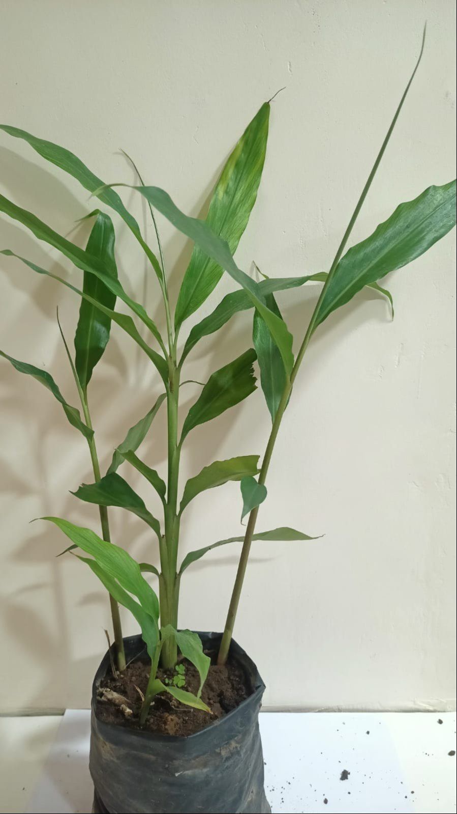 Elaichi Plant | Elettaria Cardamom | Velchi Plant