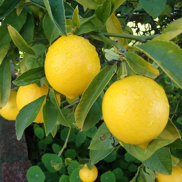 Kagzi Lemon Plant ( kagji nimbbo )