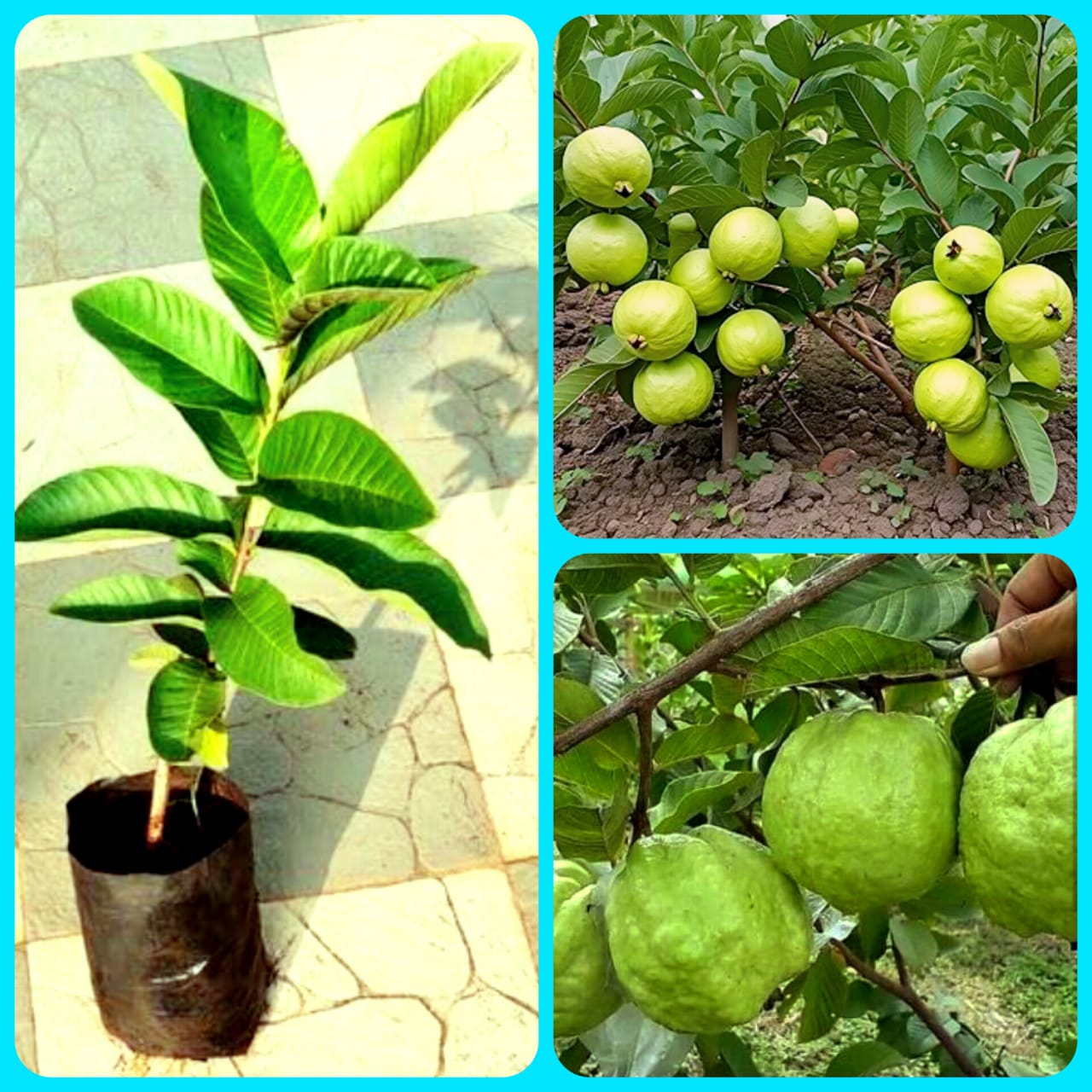 Baraipuri All Time Hybrid Guava Plant