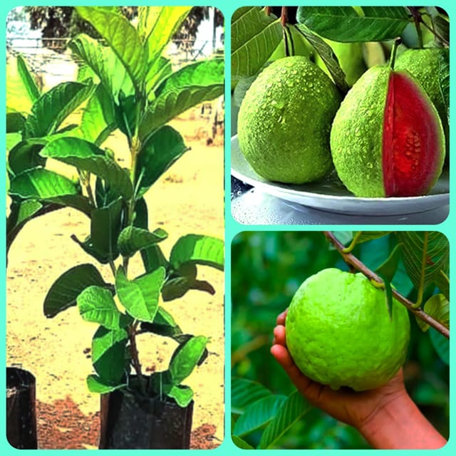 Red Diamond Guava Hybrid Plant Red Diamond Guava Hybrid Plant