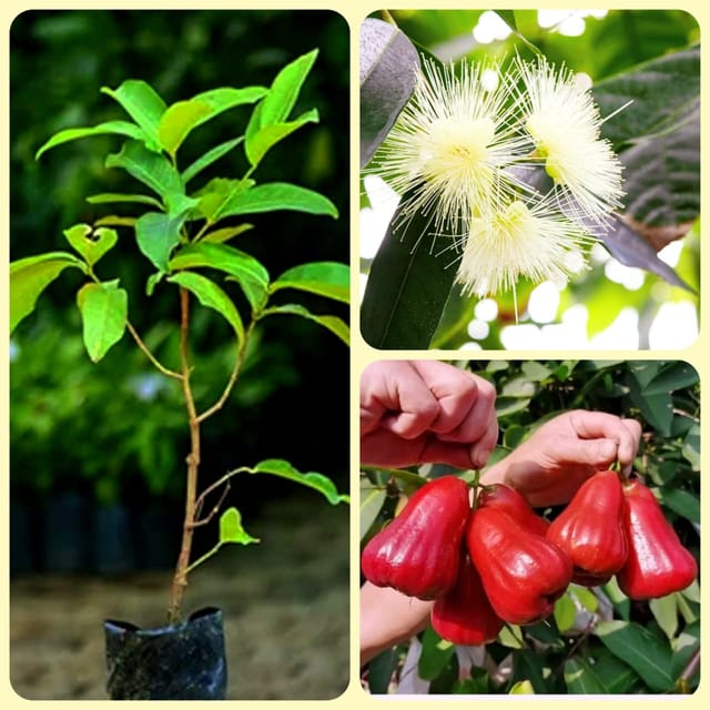 Red Jamrul Fruit Plant