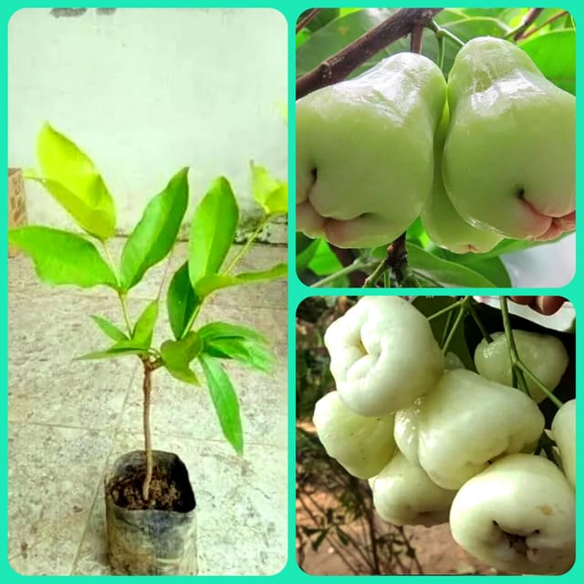 Jamrul Fruit Plant