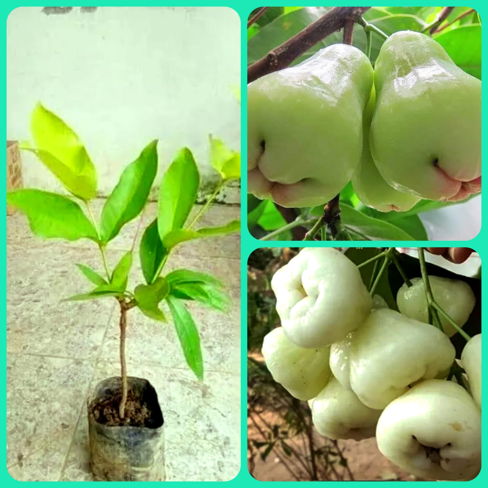 Jamrul Fruit Plant