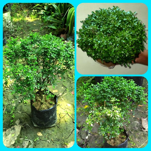 Table Kamini Plant | Indoor Kamini Bonsai