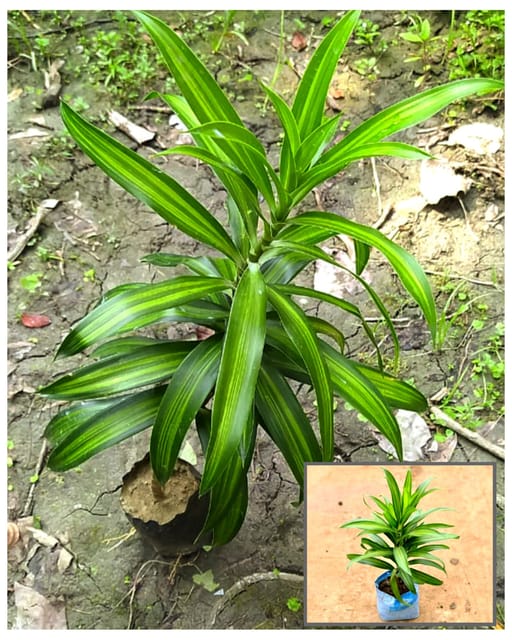 Song of India Plant