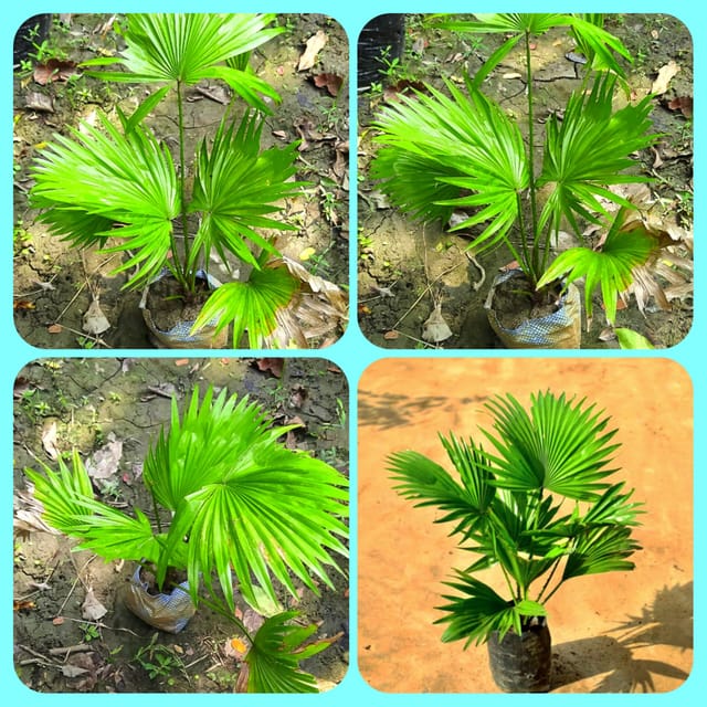 China Palm/Best Indoor Plant/Air Purifying Indoor Plant