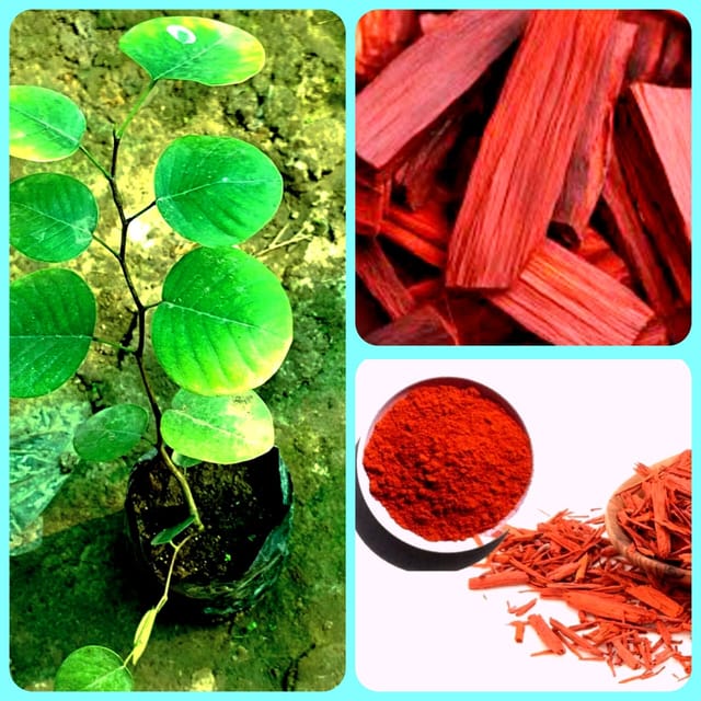 Red Chandan Plant