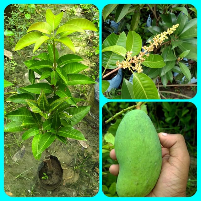 All Time Mango Plant