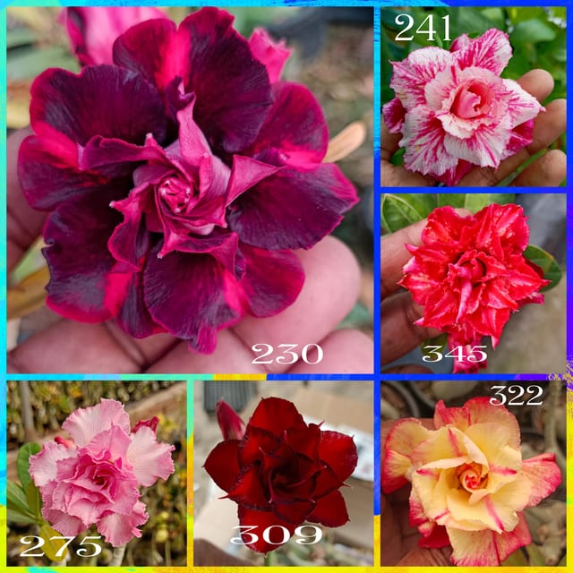 Rosy Adenium Grafted Plants Combo | Pack of 6 Plants