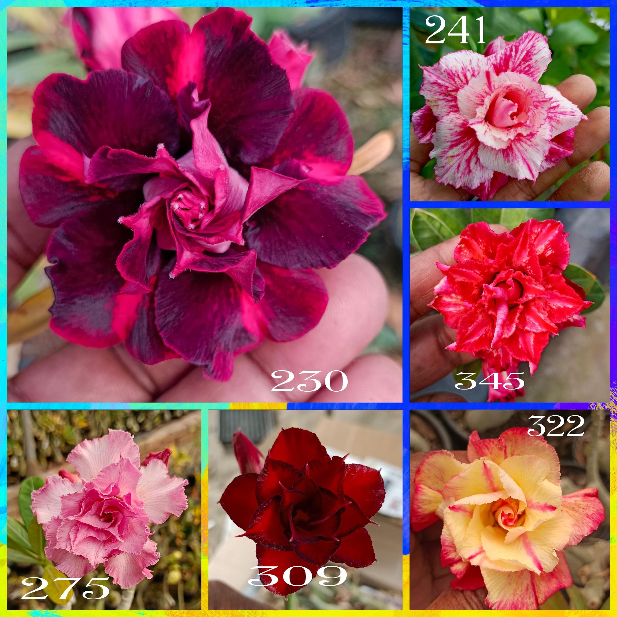 Rosy Adenium Grafted Plants Combo | Pack of 6 Plants