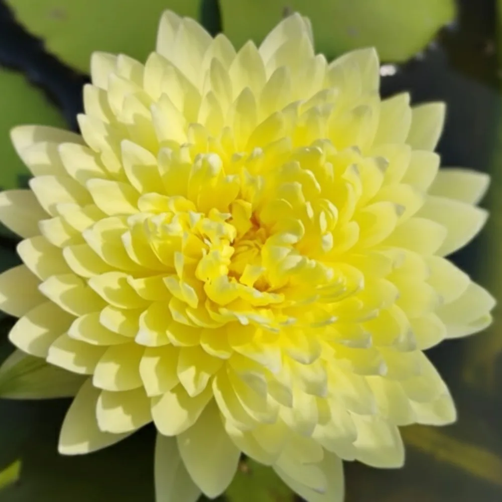 Nymphaea Poovadol - Tropical Waterlily