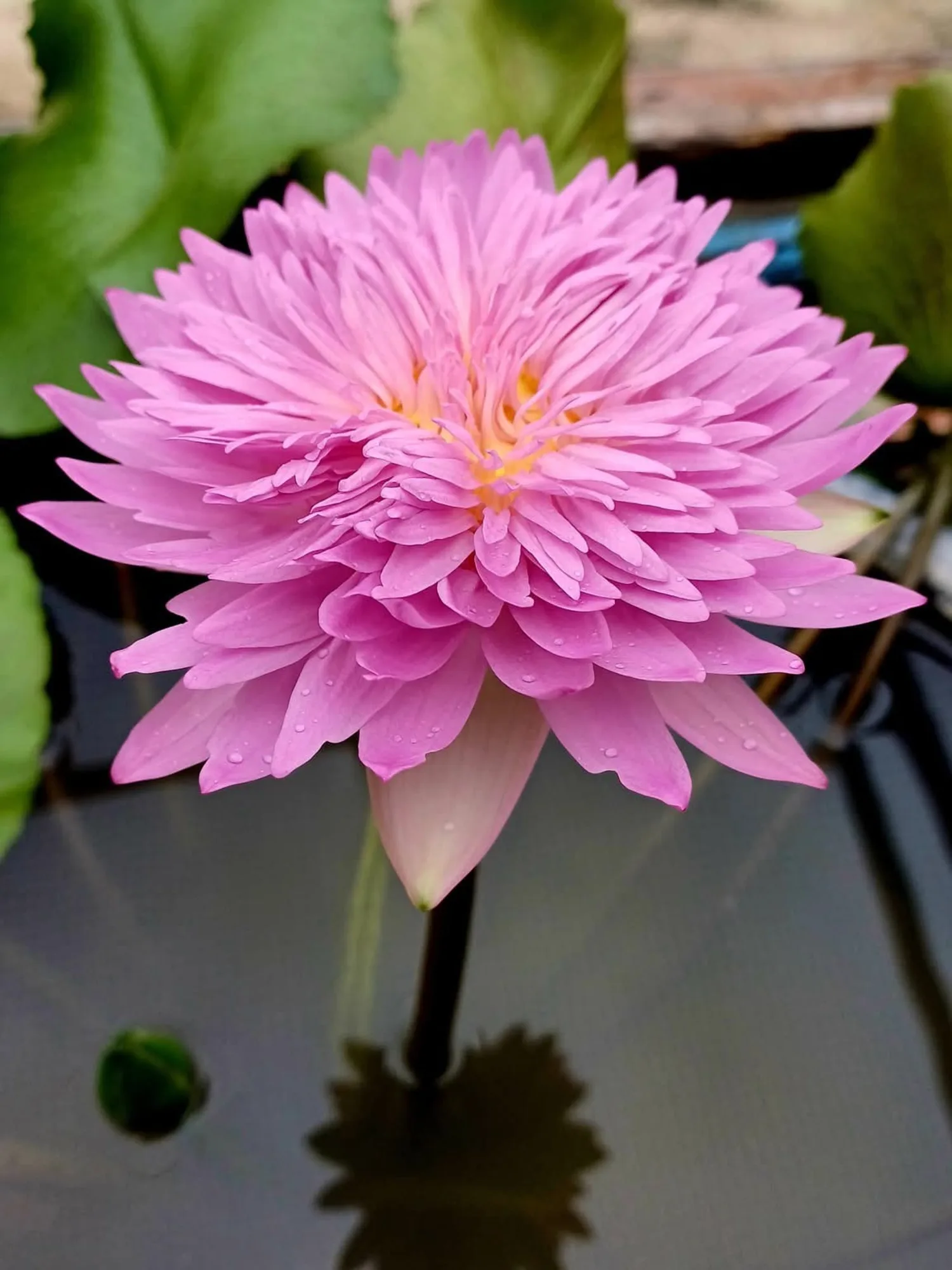 Nymphaea Chompu Pattara - Tropical Waterlily