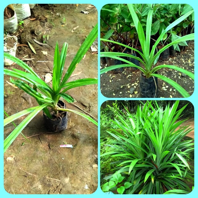 Biriyani Leaf Plant Rambha, Pandan Live Plant Screw Pine Leaf Annapurna Edeble Herbs Plant