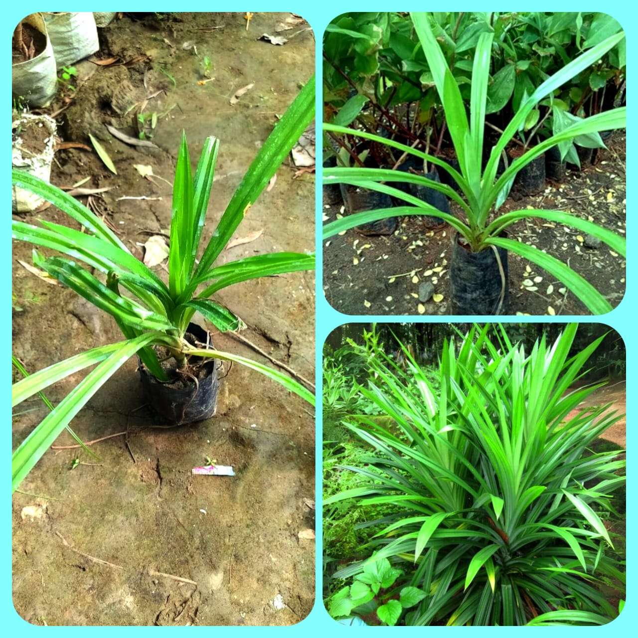 Biriyani Leaf Plant Rambha, Pandan Live Plant Screw Pine Leaf Annapurna Edeble Herbs Plant