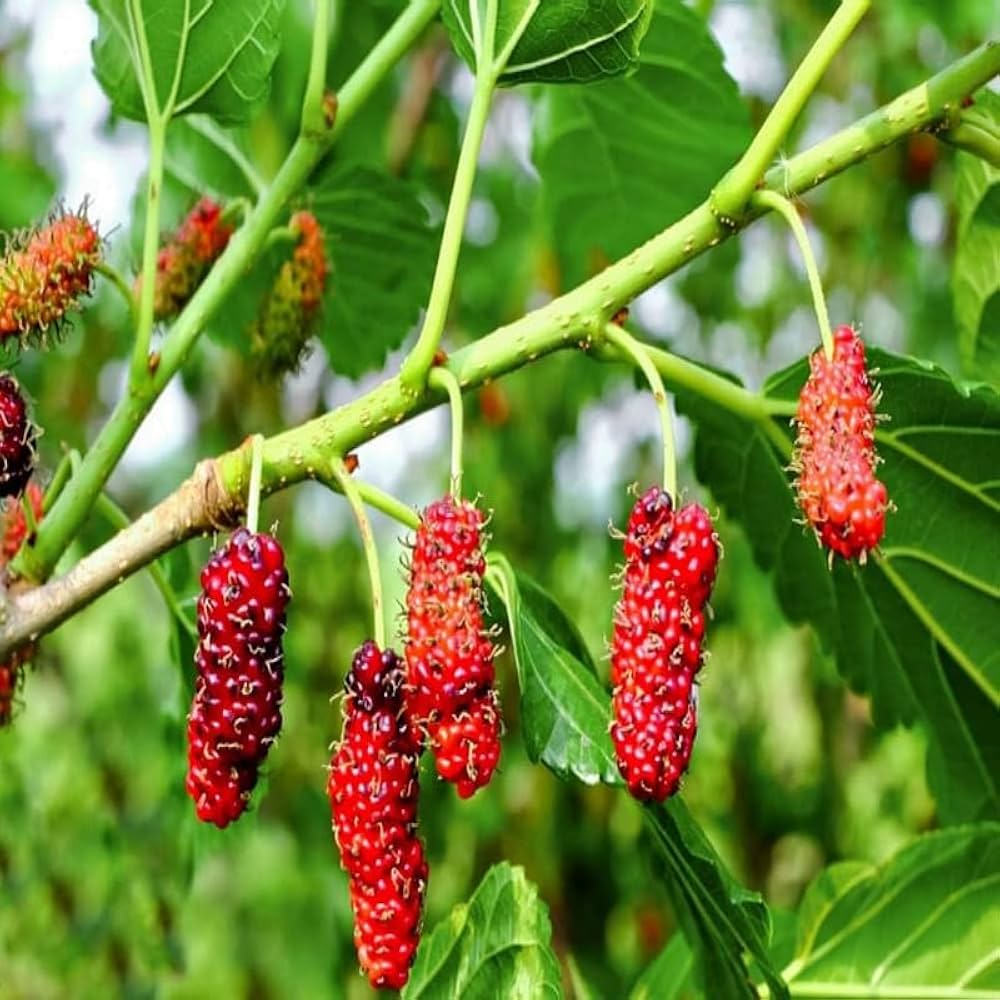 Mulberry Plant (Short Type Variety)