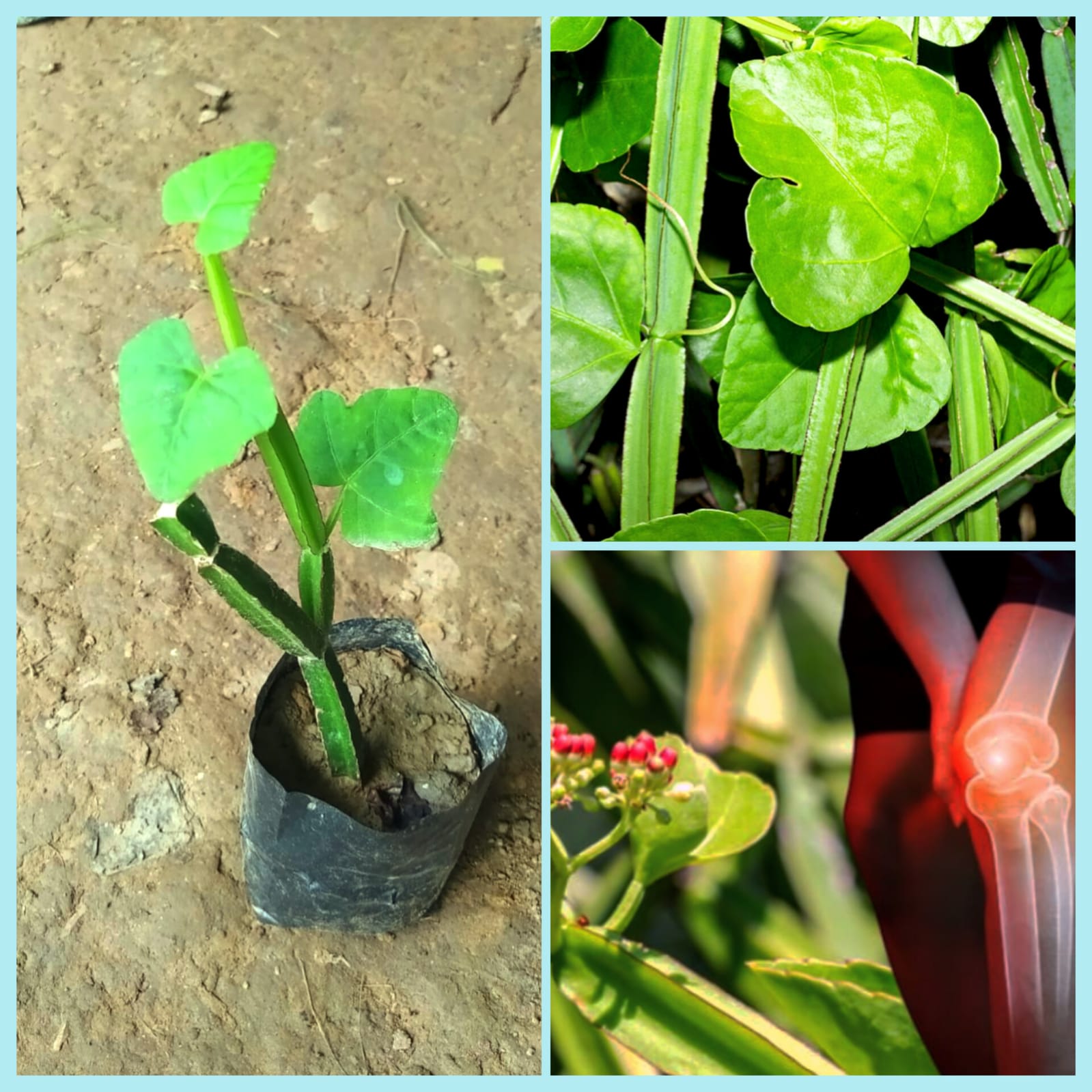 Harjora Plant Backbone Winged Treebine Cissus Harajora Hadasankal Plant