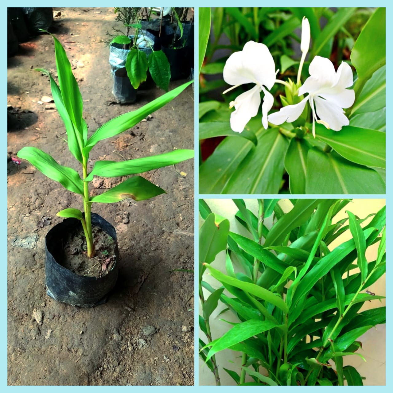 Dolonchapa Flower Plant