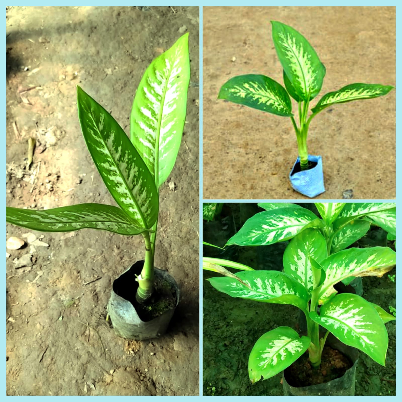 Dieffenbachia Tropic Snow Plant