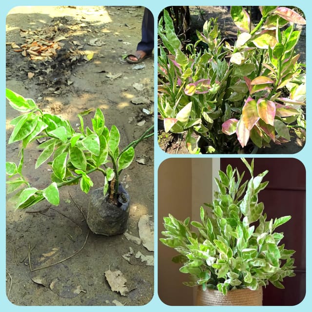 Devil's Backbone/Euphorbia Tithymaloides Dwarf Variegated Plant Indoor Plant