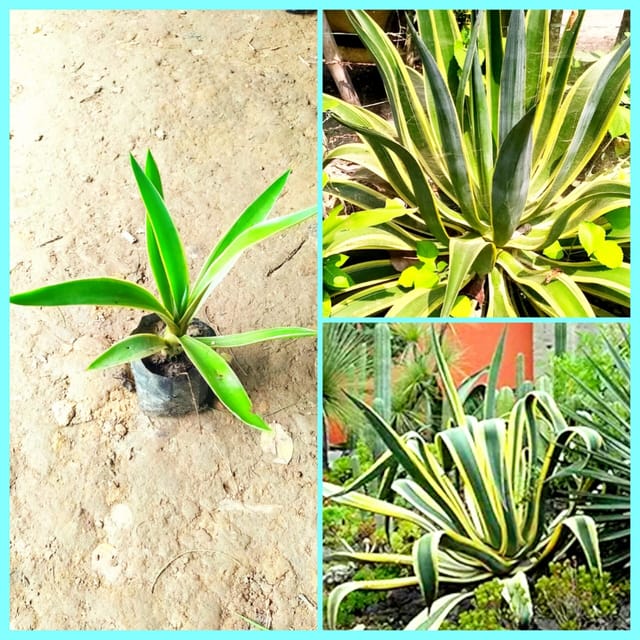 Agave Americana, Century Plant Succulent Plant