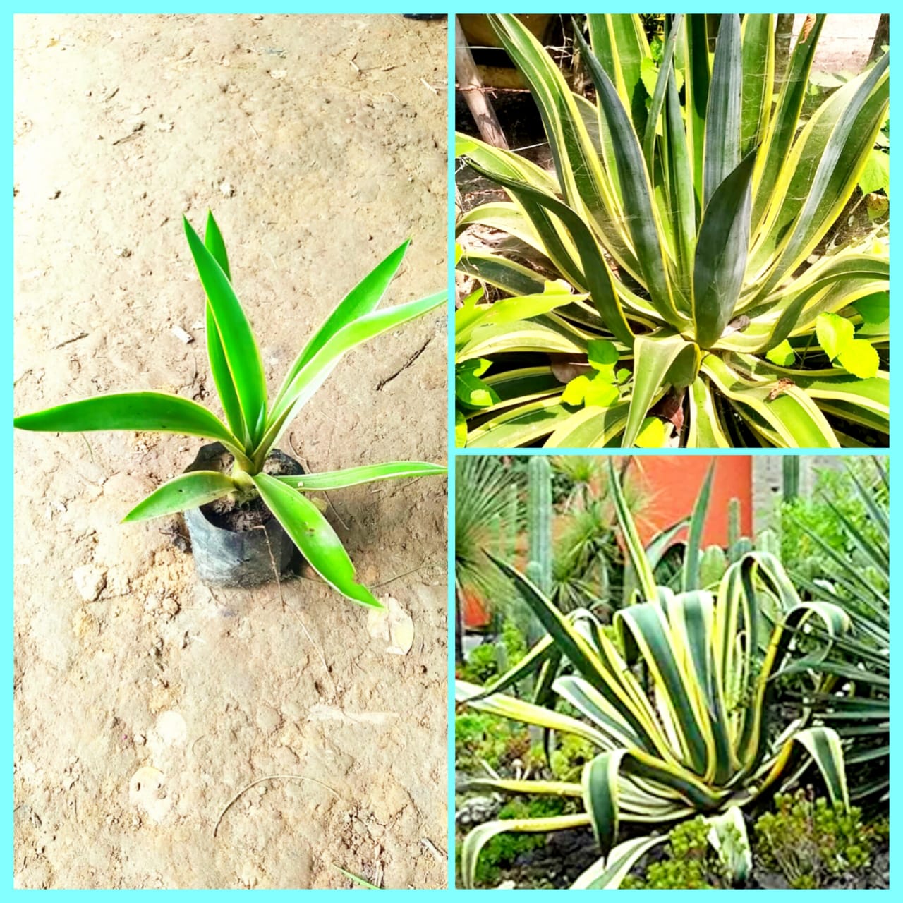 Agave Americana, Century Plant Succulent Plant