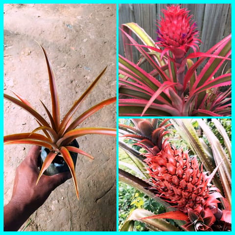 Buy Red Pineapple Plant Online | Live Fruit-Bearing Pineapple Plant for  Home & Garden