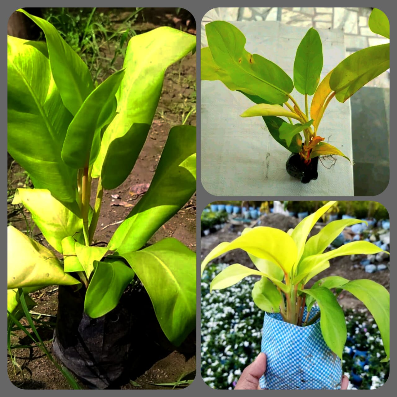 Philodendron Ceylon Golden Plant.