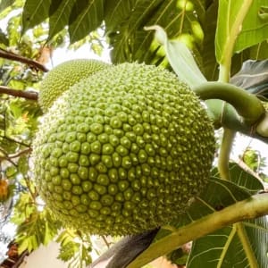 Breadfruit Plant (Artocarpus altilis)