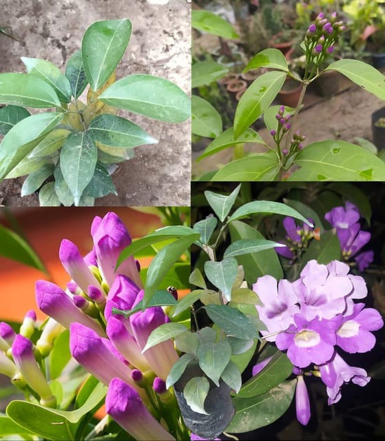 Rasun Lata Flower Plant