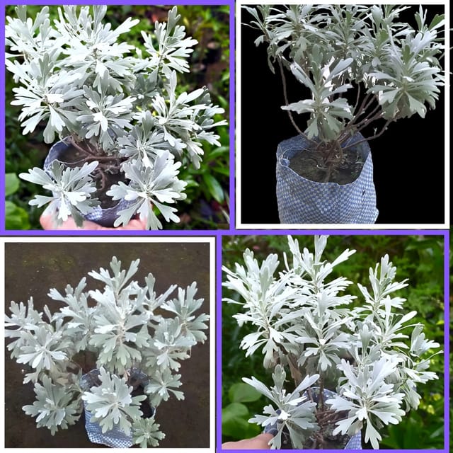 Lavender Flower Plant
