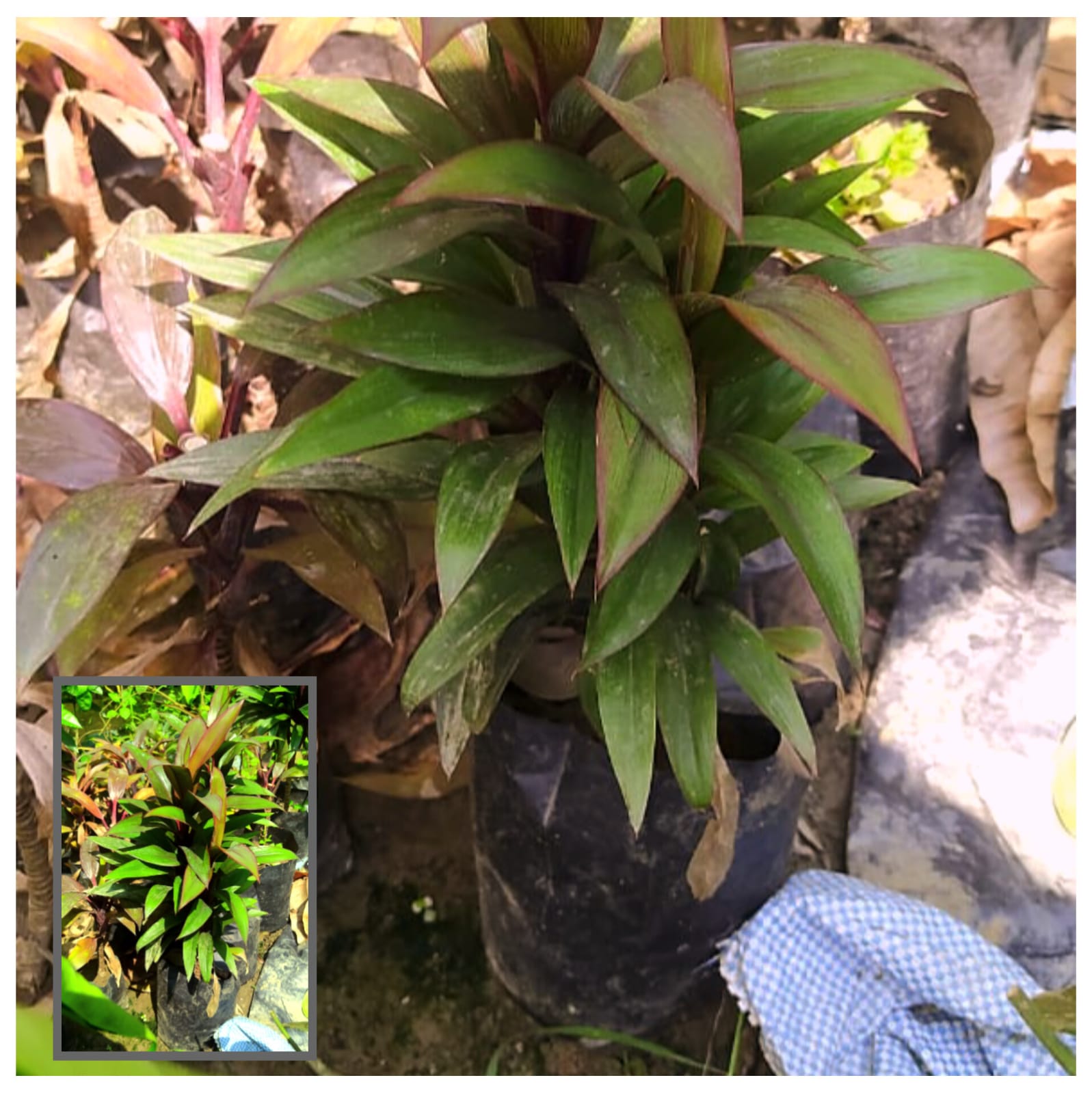 Dracaena Purple Compacta Plant