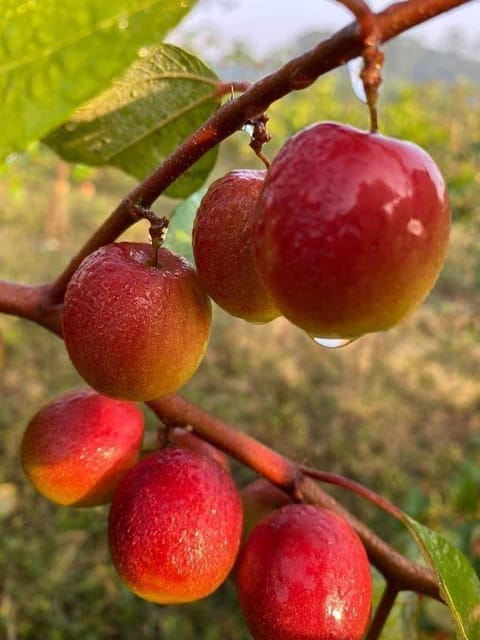 Miss India Apple Ber Plant Miss India Apple Ber Plant