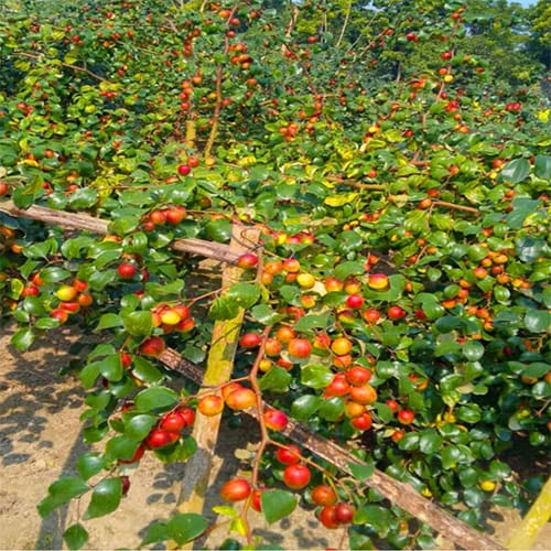 Miss India Apple Ber Plant