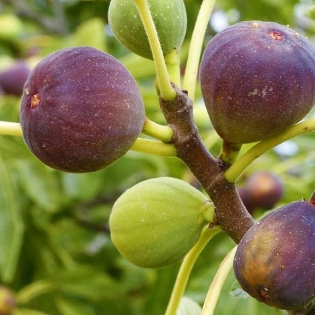 Fig / Anjeer Fruit Plant