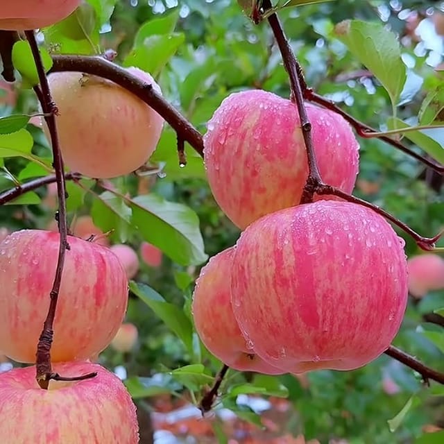 HRMN 99 Apple Plant