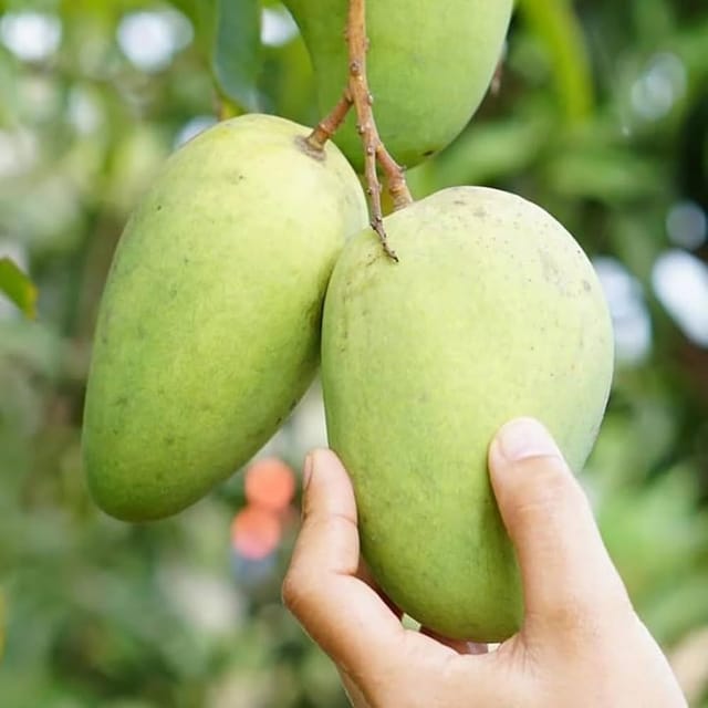 All Time Katimon Mango Plant ( Thailand Variety )