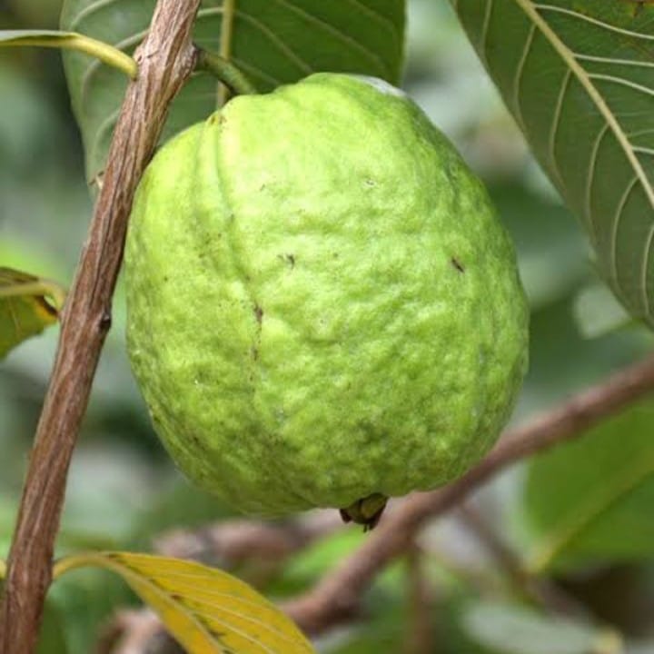 All Time Guava Plant