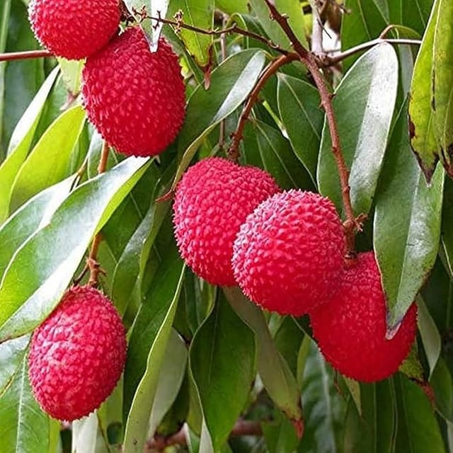 Chaina 3 Litchi Fruit Plant