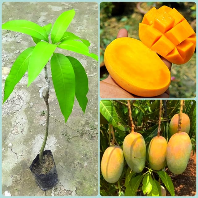 Keshar Mango Plant