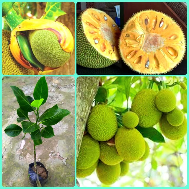 All Time Jackfruit Plant | All Time Kathal Plant | Grafted Jackfruit Tree for Home & Garden