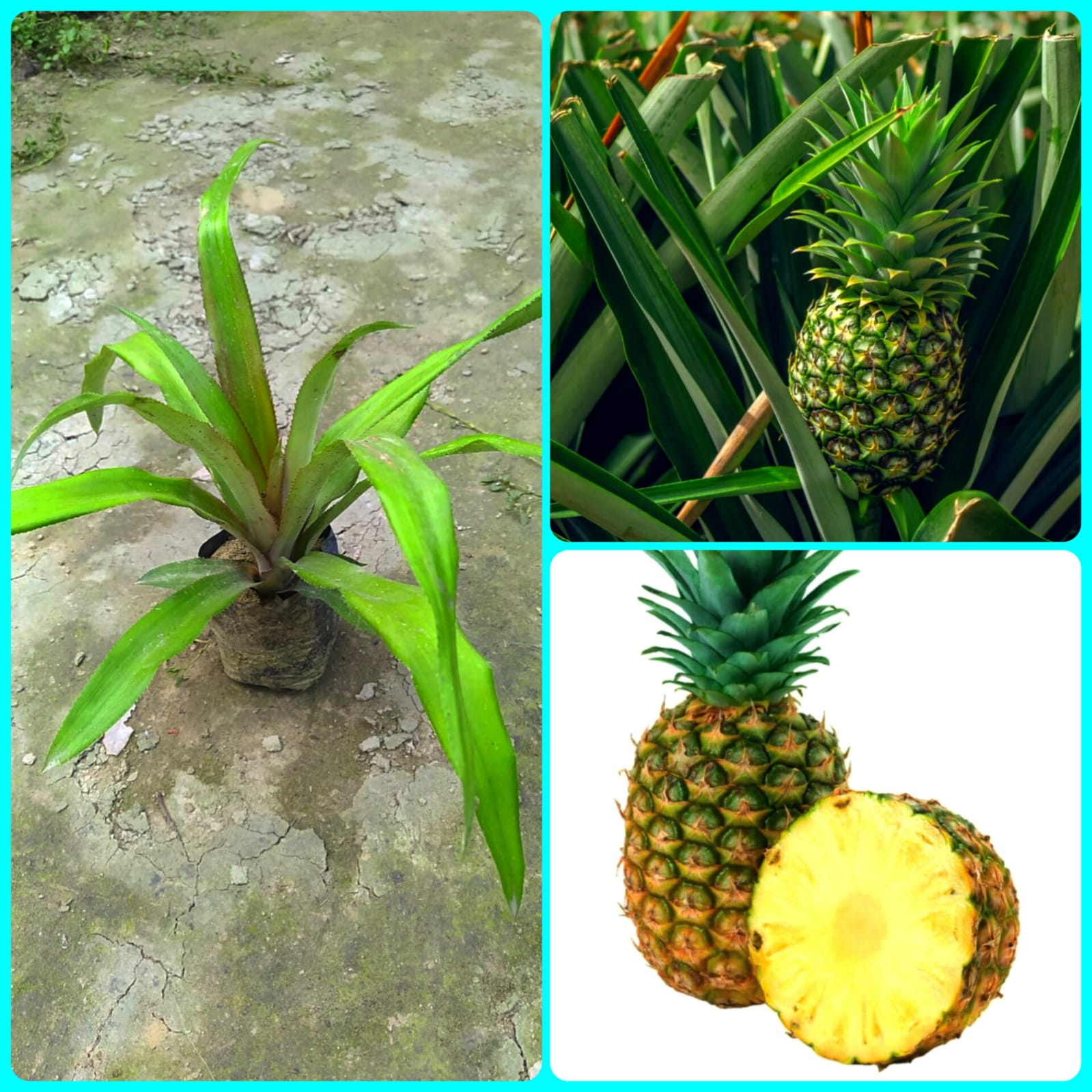 Green Pineapple Fruit Plant