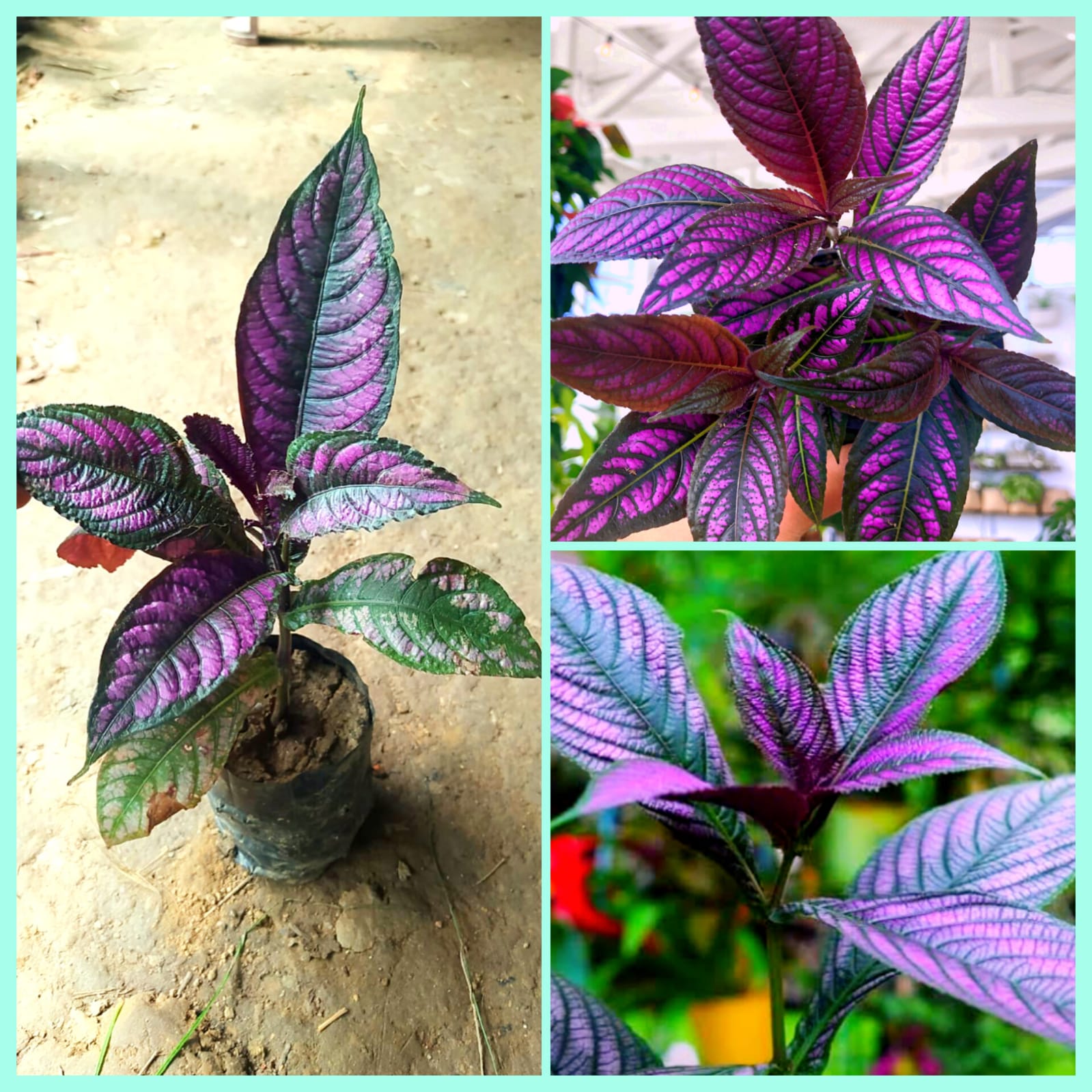 Persian Shield Plant | Ornamental Foliage Plant for Home & Garden