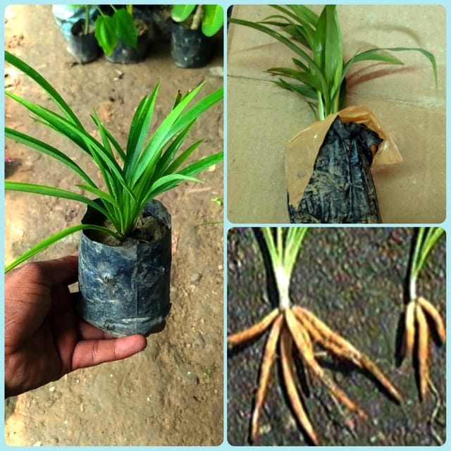 Safed Musli Plant I Ayurvedic Medicinal Plant for Home & Garden