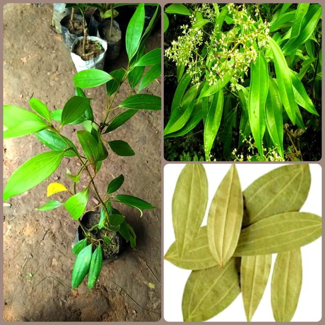 Tej Patta Plant | Bay Leaf Plant for Home Garden & Kitchen Use