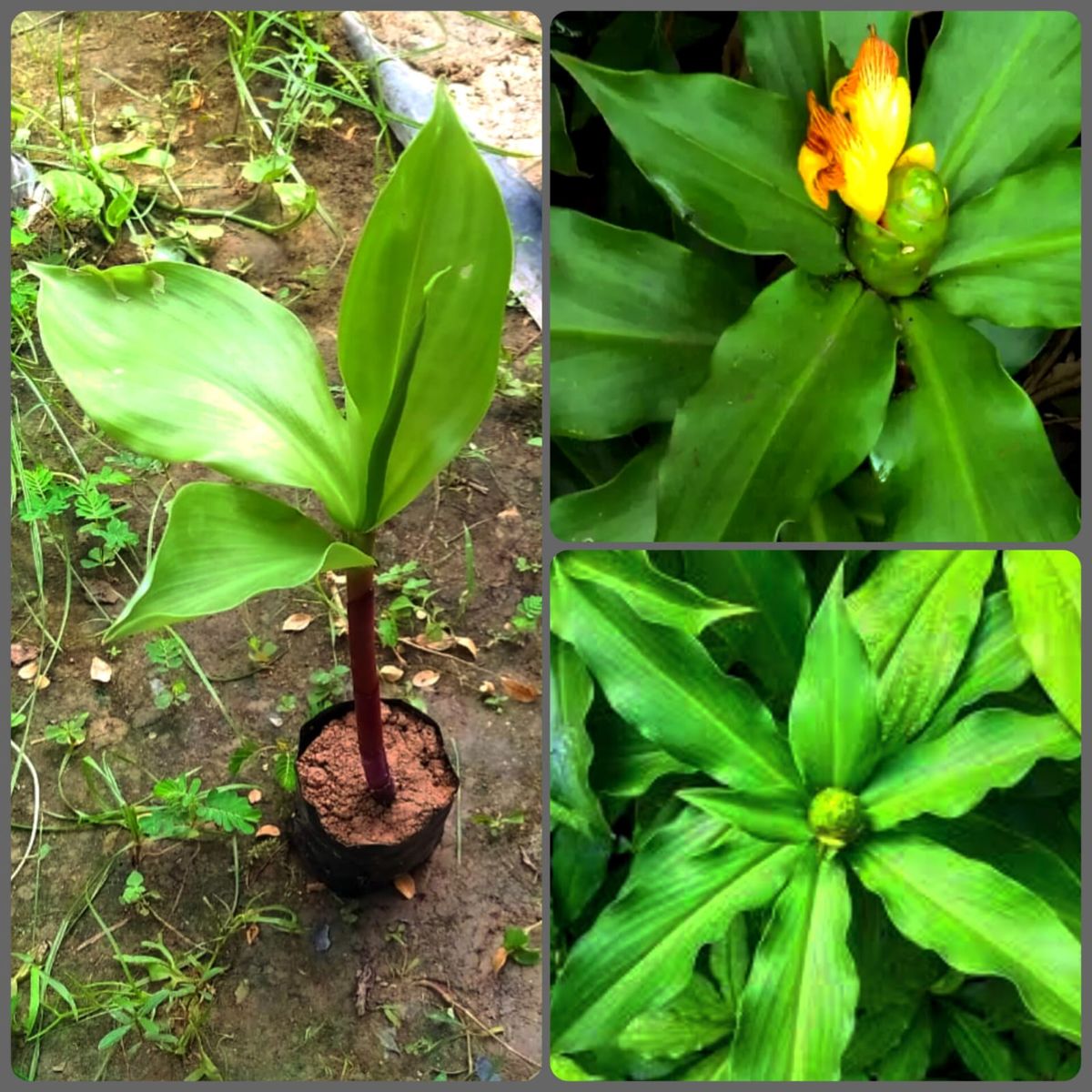 Buy Insulin Plant Sapling at Best Price in India
