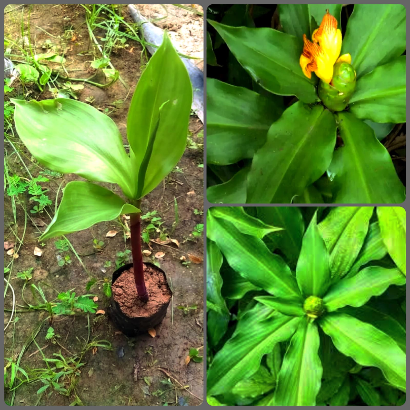Insulin Plant (Costus igneus)
